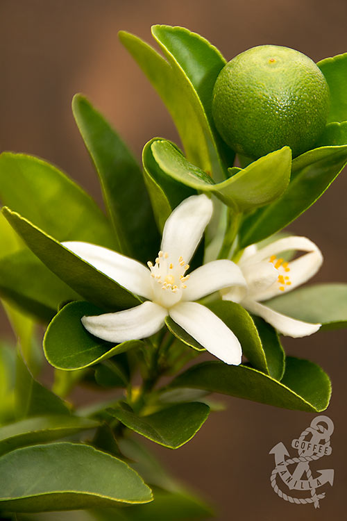 limoncito limonsito Panama lime Chinese orange tree with blossom